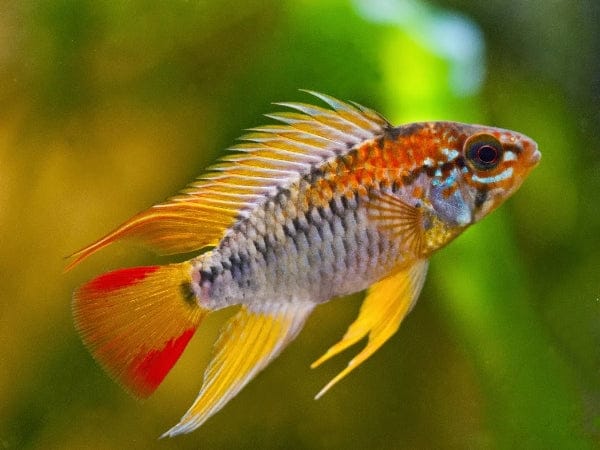 Double Red Agassizi's Dwarf Cichlid (Apistogramma cf. agassizii)