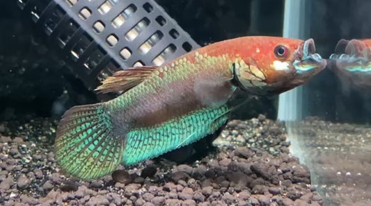 Betta Sp. Nawai