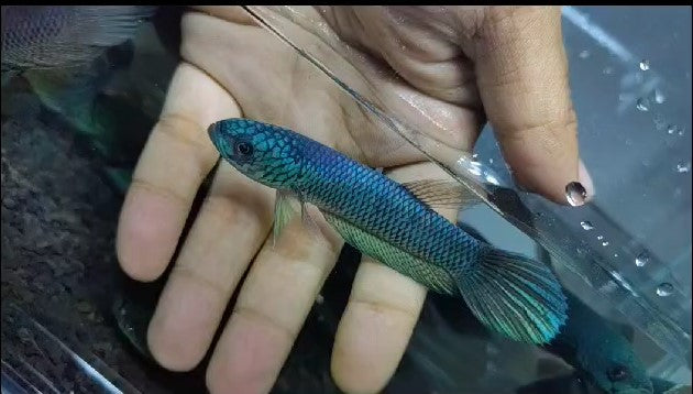 Exotic bettas sale for sale