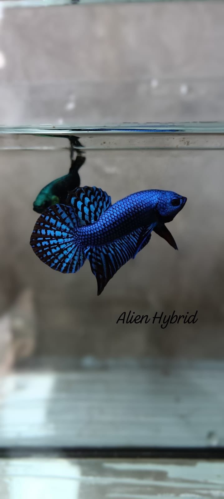 Alien Hybrid