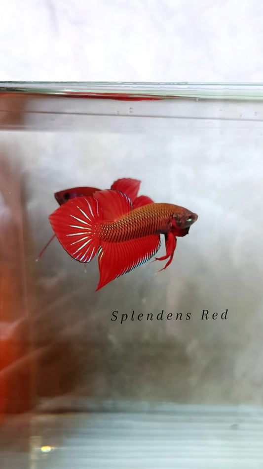 Splendens Red