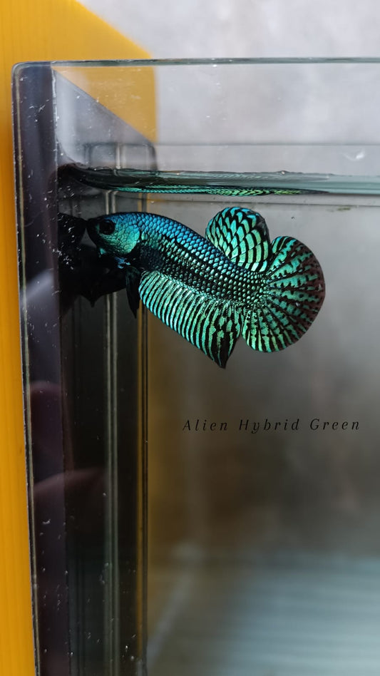 Alien Hybrid Green