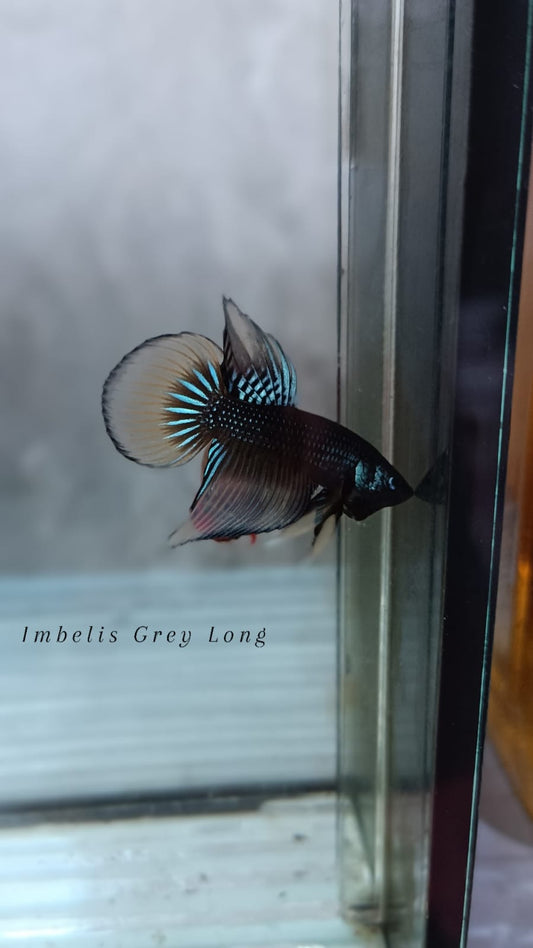 Imbelis Grey Long