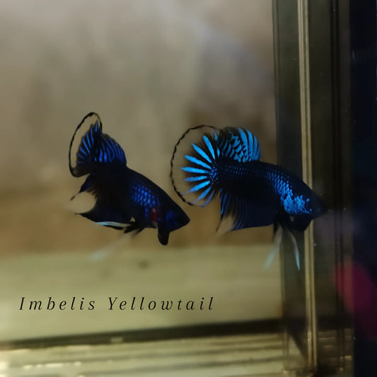 Imbelis Yellowtail