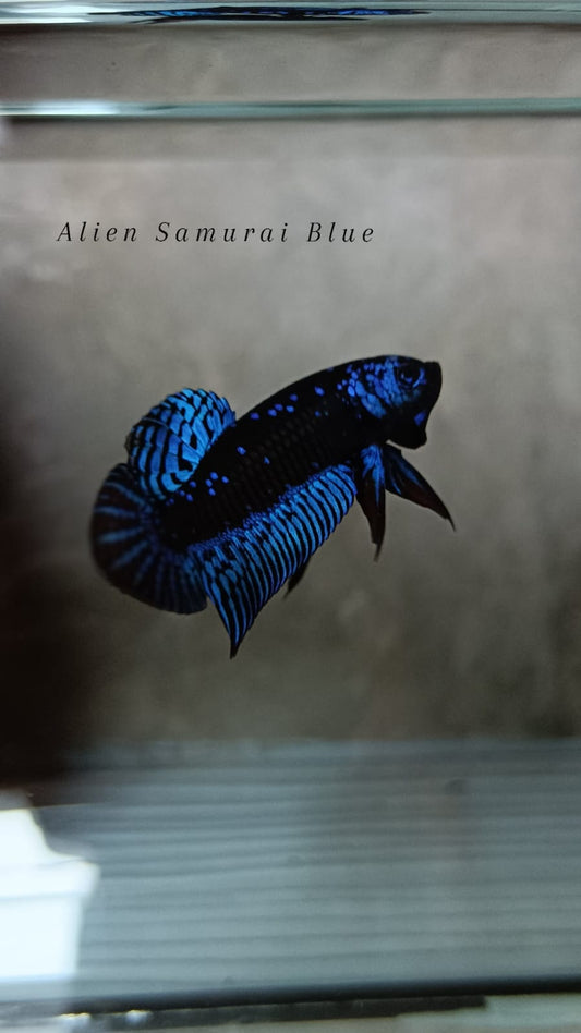 Alien Samurai Blue