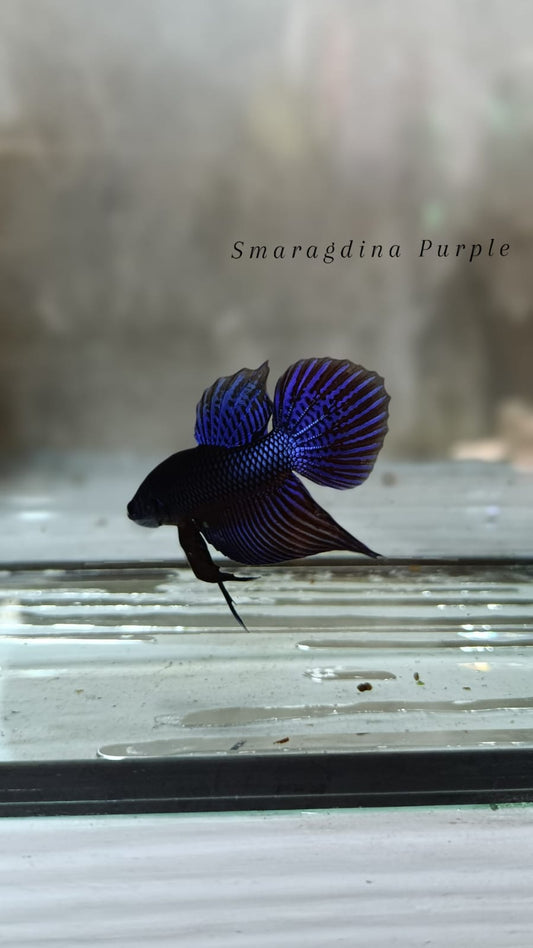 Smaragdina Purple