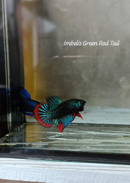 Imbelis Green Red Tail