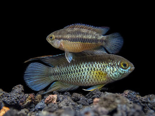 Blue Badis (badis Badis)