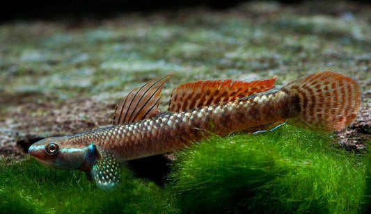 Stiphodon Rainbow (goby)